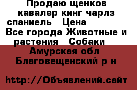 Продаю щенков кавалер кинг чарлз спаниель › Цена ­ 40 000 - Все города Животные и растения » Собаки   . Амурская обл.,Благовещенский р-н